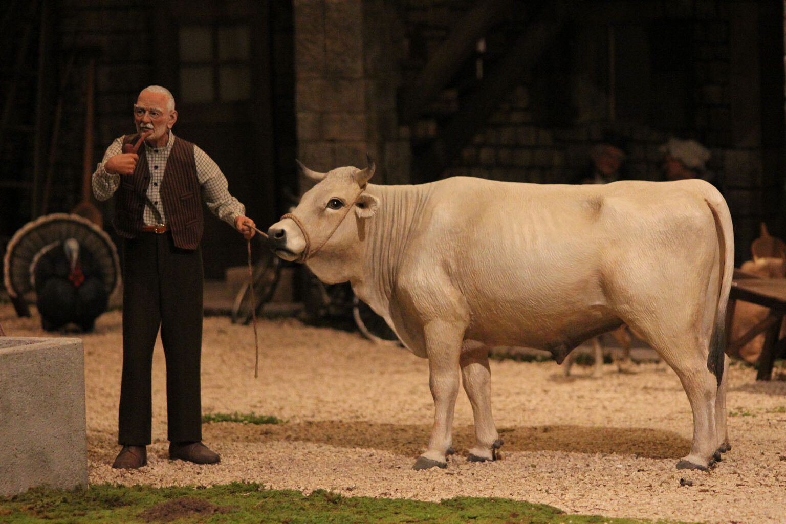 Natale 2021: un contadino anziano con la pipa tiene per la corda una mucca bianca, nel cortile.