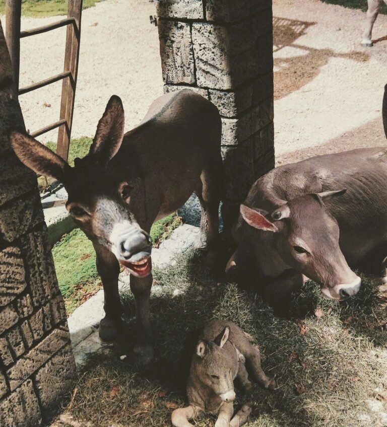Presepio dei Frati, Natale 2019: Le colline del Prosecco, foto 20